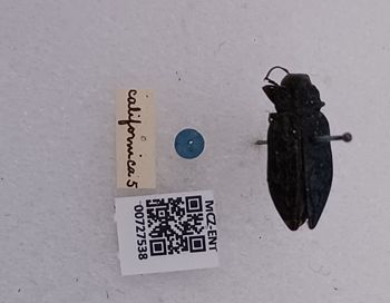 Media type: image;   Entomology 727538 Aspect: labels